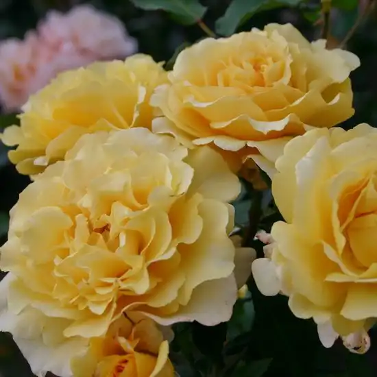 Trandafiri hibrizi Tea - Trandafiri - Sunny Sky ® - 